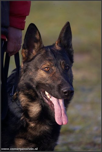 KRGAdam's profile picture. Duitse herder liefhebber, sterke tanden, rechte rug en een opstaande staart.