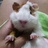 chibiosan's profile image