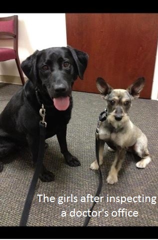 We are Beddy and Sofy and we love to sniff out bed bugs! We search and let our people destroy! In our world, bed bugs equal food, and we eat that up!