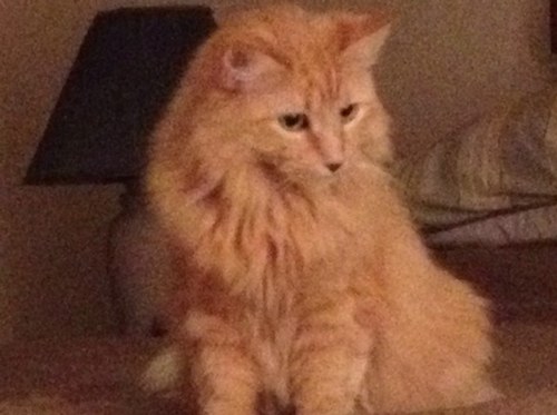 janeanne8's profile picture. 