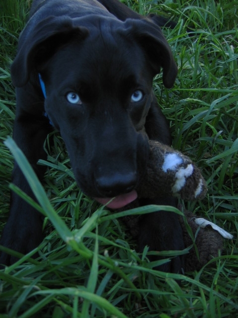 JusticeforDogs's profile picture. Please opt to adopt!!!