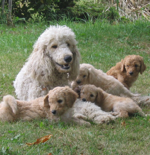 poodlepower Profile Picture