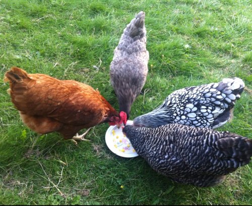 Jens3Hens's profile picture. Marketer, baker, chicken keeper and photographer. Living the good life, one free range egg at a time!