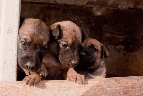 Alimentamos a 450 perros desamparados de Quito y sus alrededores. Nos financiamos con donaciones y esperamos contar contigo!