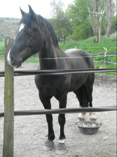 DafyddTheHorse's profile picture. I'm 5 year old Dafydd, a little horse with a big personality, window licking, crayon eating dressage superstar of the future #wheresmymum