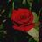 Helen Mac (@helenfoxclaw) Twitter profile photo