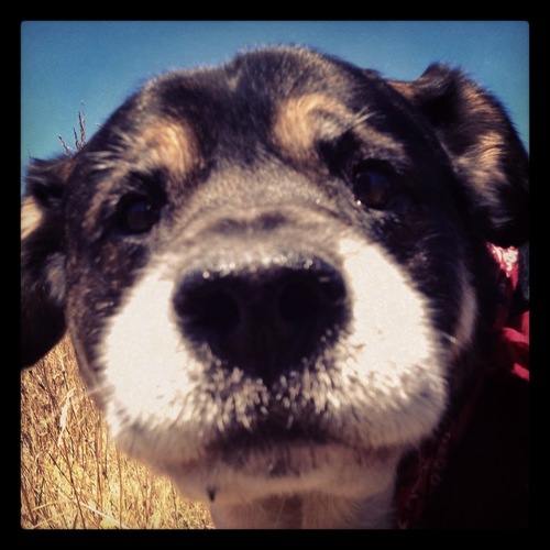 Yes Im a dog, and I like to bark so listen up!