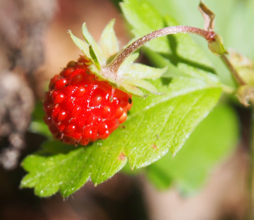 yhaddint's profile picture. =.=