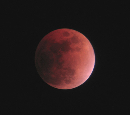 DogeReddit1's profile picture. 