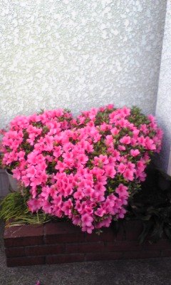 PCNET_yokota's profile picture. 内部監査室　横田