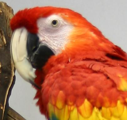 Hello! I'm Tiki & I'm the flock leader at Denny's Pet World, though they refer to me as the mascot. My favorite things are dancing & peanuts. Come say hi!