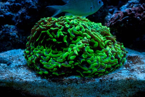 PTAcosta's profile picture. Booming Gen-X'er, making sure trout don't over populate local lakes.