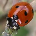 Jim Bacon - @LadybirdSurvey - Twitter