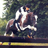 The_flying_cow's profile image