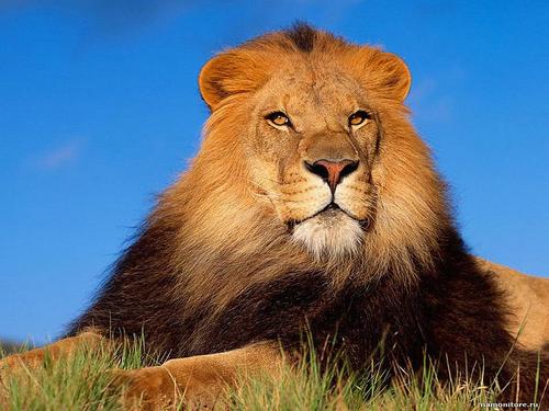 Lion74713's profile picture. 