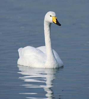 swandroid's profile picture. A swan who loves android ;)