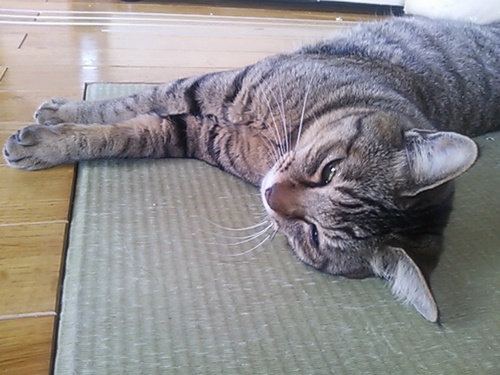 TakashiOhzone's profile picture. 