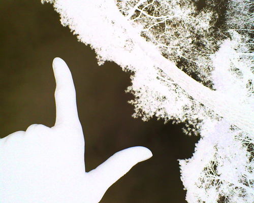 anntheann's profile picture. 