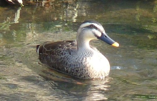 趣味は登山、温泉、スキー、鳥見、読書、麻雀。
自然が一番癒されます…。
アトピー性皮膚炎、頚椎ヘルニア、うつ病からの復帰。
農業分野に興味があり、現在いろいろ模索中。語学の勉強もしたい。「とりあえずやってみる」をモットーにひと味違った草食男子を目指します。