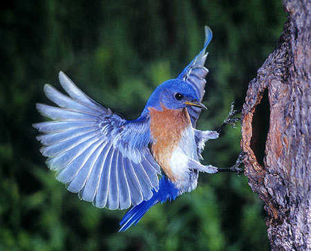 I fly high like a bird.                          Follow me high high.