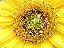 I am like a sunflower, I follow the sun. Follow me too!
