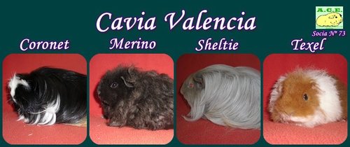 Cobayas de raza Coronet, Merino, Sheltie y Texel.
Realizamos una cría FAMILIAR, SELECTIVA y RESPETUOSA.
http://t.co/fGUI6oQu8F