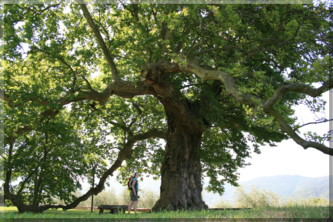 MevrouwGlipto's profile picture.