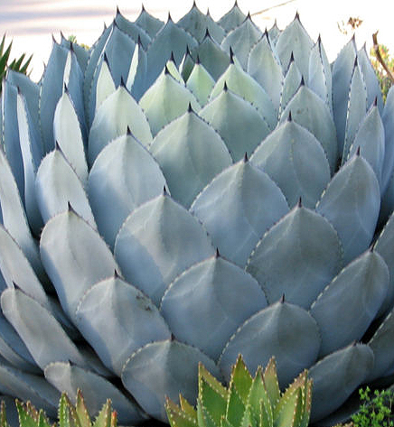 tequilagods's profile picture. Tequila, Mescal, Margaritas,Blanco, Joven, Reposado, Añejo, Sotal. Sharing with Bartenders, Mixologists, Aficionados, and those who live life differently.