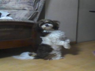 shkimmaria57's profile picture. 