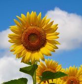 y_yoshi236's profile picture. パソコン勉強中
パン好き、アオキ
花好き、ひまわり