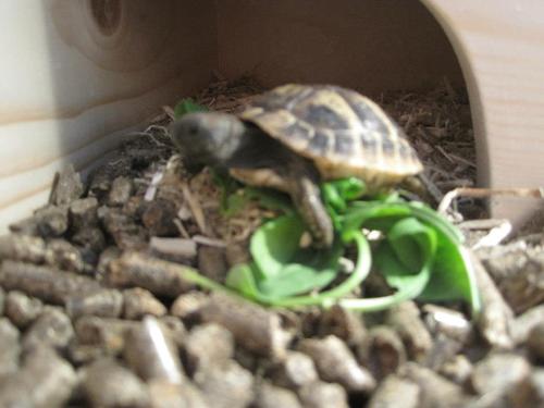 I'm a tortoise.