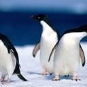 Faure Pierre - @Pierre_castor05 - Twitter