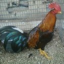 Bill Sanchez  - @Bmocrob69 - Twitter