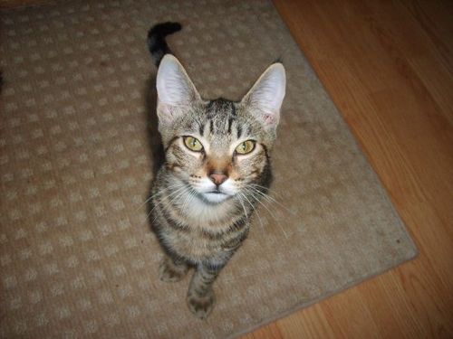 The real twitter account of Sooner the trucker cat I am a Tabby Kitty I adopted my human Chris in May of 2012