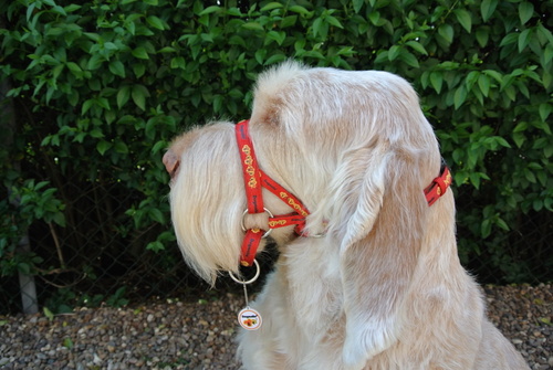 Designers of the Dogmatic Headcollar and Specialised Leads. Stops Pulling!