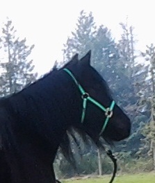 heidiponyrider Profile Picture