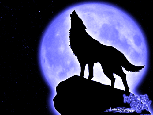 single wolf here. I am Vers, dom. will switch. bi male wolf. anything can go. always looking for new Love and Friends