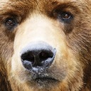 Theron Smith - @BearlyContained - Twitter