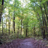 Forêt Boucher (@boucherforest) 's Twitter Profile