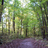 BoucherForest's profile image