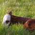 Kane Farms (@kanefarms) Twitter profile photo Kane Farms (@kanefarms) Twitter profile photo