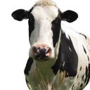 Lesley Lorenz - @IslandFGMag - Twitter