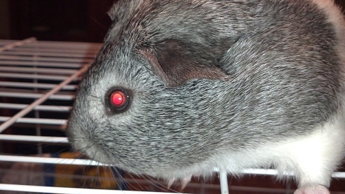 swaggerguineapi's profile picture. I am friends with @cheesecake_thecat and i plan to apply to #pawfleet like she did!!