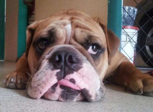 IngerikPerez's profile picture. 