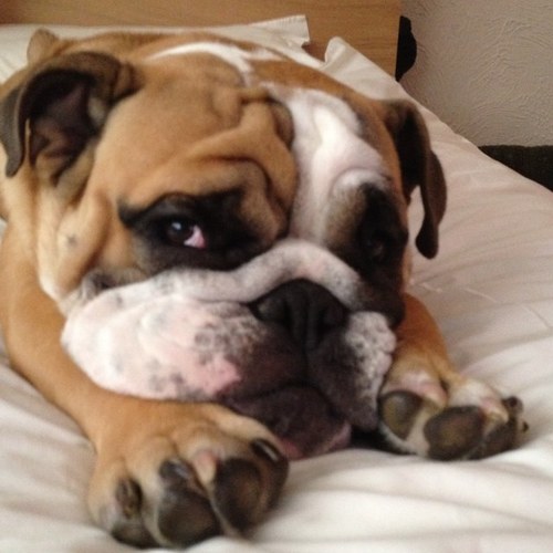 BulldogBarkley Profile Picture