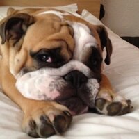 Murphy 🐶 Barkley's Little Brother(@BulldogBarkley) 's Twitter Profile Photo