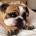 Murphy 🐶 Barkley's Little Brother (@bulldogbarkley) Twitter profile photo Murphy 🐶 Barkley's Little Brother (@bulldogbarkley) Twitter profile photo