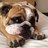 BulldogBarkley's profile image