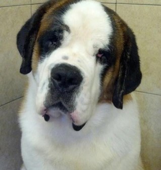 magicsibs's profile picture. 