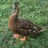 tamdurant48's profile image